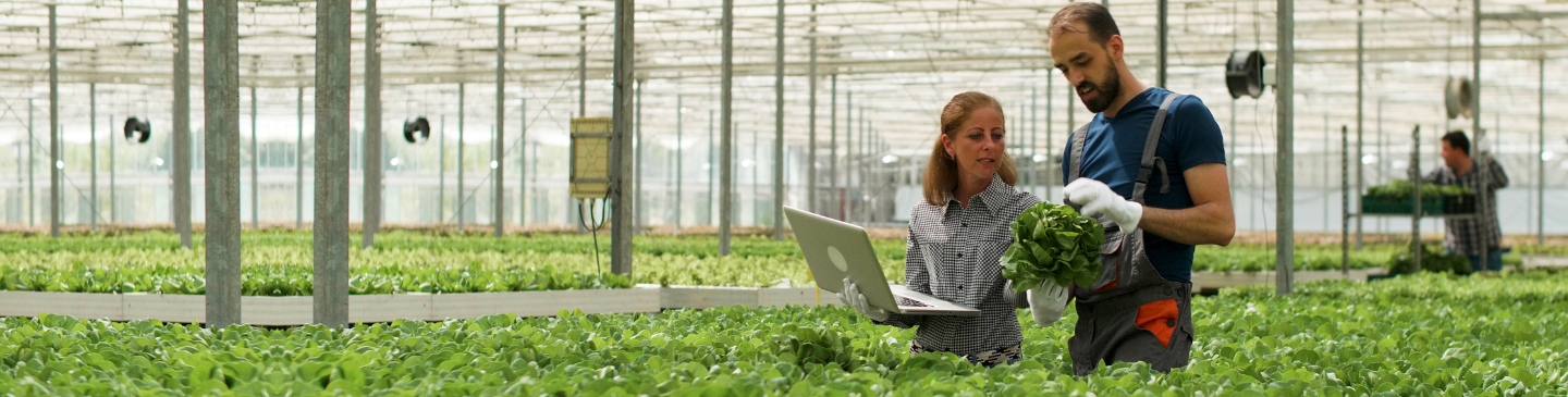 Detección de enfermedades en cultivos